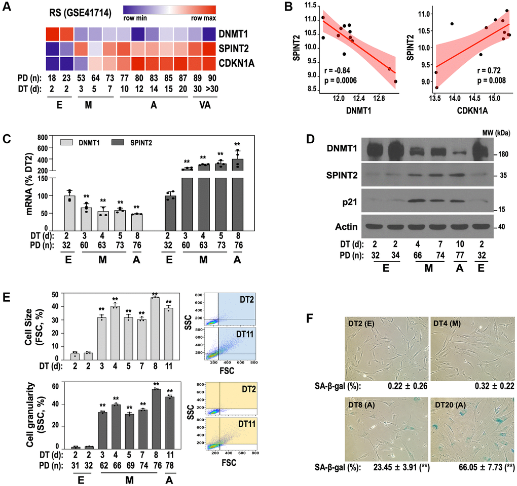 An inverse correlation between DNMT1 and SPINT2 emerges at the early transition (E-to-M) to senescence in RS of primary HDF. (A, B) Heatmap (A) and correlation plot (B) depicting DNMT1 and SPINT2 expression dynamics throughout RS process. Transcriptomic data were obtained from our previously established time-series RS model of primary HDF (GSE41714). The different stages of RS—early (E), middle (M), advanced (A), and very advanced (VA)—are indicated. (C–E) RS of primary HDFs was induced as described in the 'Experimental Procedures' section. (C) qRT-PCR analysis of DNMT1 and SPINT2 mRNA expression. **p t-test. (D) Western blot analysis of DNMT1, SPINT2, and p21 protein expression. (E) Cell size (upper) and granularity (lower) were assessed by side scatter (SSC) and forward scatter (FSC), respectively, using flow cytometry. **p t-test. Bar graphs represent mean ± standard deviation (SD) from three independent cultures. Representative SSC and FSC patterns of DT2 and DT11 cells are shown in the right panel. (F) SA-β-gal assay was performed at each stage. Representative images are shown and quantifications of SA-β-gal-positive cells are presented below each image. **p t-test.