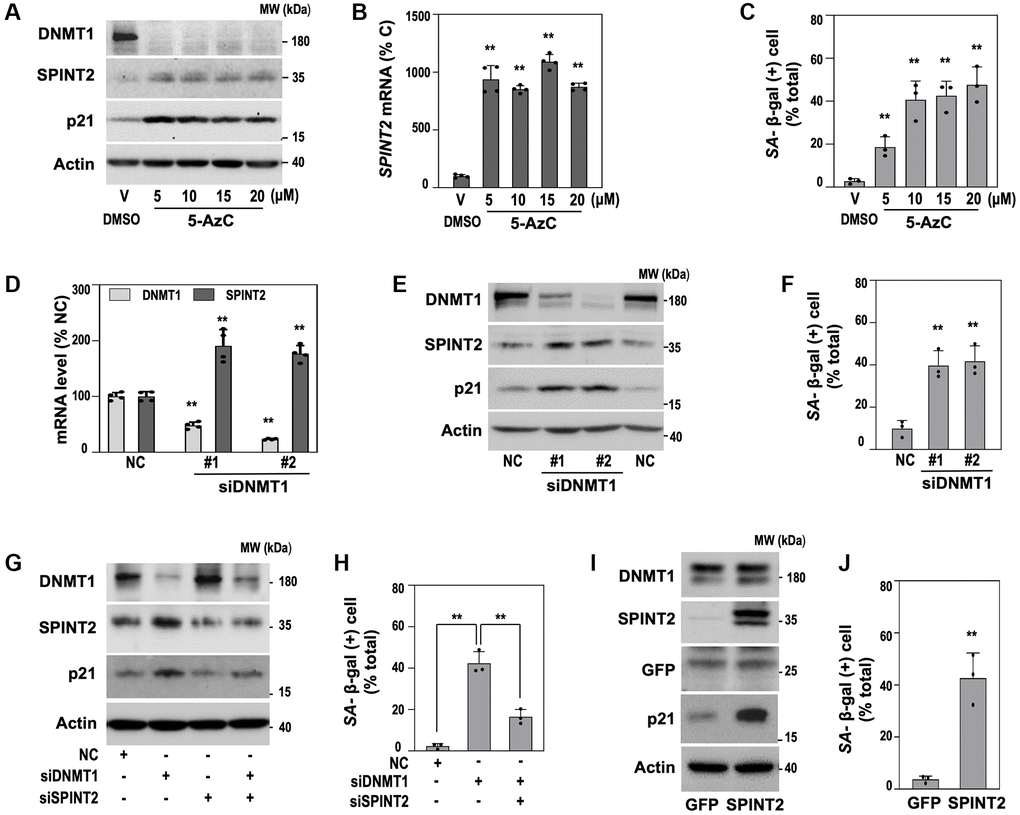 DNMT1 inhibition induces senescence via SPINT2 upregulation. (A–C) HDFs (DT2) were treated with indicated concentrations of 5-AzC for 3 days. (A) Western blot analysis of DNMT1, SPINT2, and p21 protein expression. (B) qRT-PCR analysis of SPINT2 mRNA expression. **p t-test. (C) Quantification of SA-β-gal activity **p t-test. (D–H) HDFs (DT2) were transfected with siRNAs targeting the indicated genes for 4 days. (D) qRT-PCR analysis of DNMT1 and SPINT2 mRNA levels. **p t-test. (E) Western blot analysis of DNMT1, SPINT2, and p21 protein expression. (F) Quantification of SA-β-gal activity. **p t-test. (G) Western blot analysis of DNMT1, SPINT2, and p21 protein expression. (H) Quantification of SA-β-gal activity following co-transfection **p t-test. (I, J) HDFs (DT2) were infected with the recombinant lentivirus encoding SPINT2 cDNA for 4 days. GFP-encoded recombinant lentivirus was used as a control. (I) Western blots analysis. (J) Quantification of SA-β-gal activity. **p t-test.