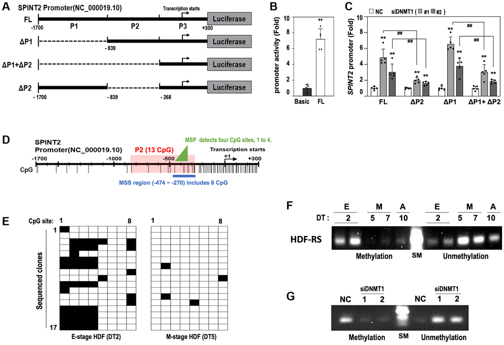 DNMT1 regulates SPINT2 expression via promoter methylation. (A) Schematic representation of SPINT2 promoter constructs used in the luciferase reporter assay, with indicated deletion sites (FL, full-length of −1700 to +300; ΔP1, deletion of −1700 to −839; ΔP1+ΔP2, deletion of −1700 to −268; ΔP2, deletion of −839 to −268). (B) HDFs (DT2) were transfected with pGL4-basic or pGL4-SPINT2 promoter reporter constructs for 4 days, followed by luciferase assay. (C) HDFs (DT2) were transfected with siRNAs targeting negative control (NC) or DNMT1 (siDNMT1) for 24 hours, then transfected with SPINT2 promoter reporter constructs for 2 days. Cell lysates were analyzed for luciferase activity. (D) Schematic representation of CpG islands in the SPINT2 promoter and selected regions used for DNA methylation-specific sequencing (MSS) and methylation-specific PCR (MSP) analyses. (E) MSS analysis of DNA clones from DT2 (early-stage) and DT5 (middle-stage) HDFs. Methylated CpG sites are shown in black, and unmethylated sites in white. Seventeen DNA clones were sequenced per group. (F) Methylation-specific PCR (MSP) analysis of the four CpG methylation hot spots (−445, −366, −363, and −358) identified by MSS. SM indicates DNA size marker. (G) HDFs (DT2) were transfected with siRNAs for negative control (NC) or DNMT1 (siDNMT1) for 3 days and then subjected to MSP analysis against the 4 CpG methylation hot spots.