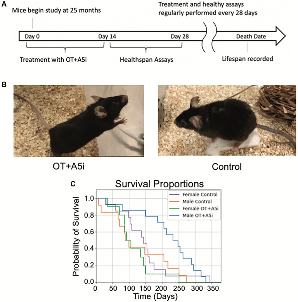 OT+A5i extends the lifespan of old frail male, but not female mice. (A) Outline of the longitudinal study. Old (24–26 mo) C57BL/6J mice were administered by subcutaneous injections with a mixture of OT and A5i (OT+A5i) or HBSS (control) for 2 weeks, followed by 2 weeks of health tests. These rounds were continued for the duration of the natural lifespan. (B) Photos of OT+A5i and control mice. (C) Survival curves of male and female mice that were administered with OT+A5i or control vehicle (Control). Male OT+A5i vs. Control (p = 0.0125). Control n = 12 and OT+A5i n = 14. Female OT+A5i vs. Control (p = 0.1904). Average survival time of female OT+A5i is 115.3 days. Average survival time of female controls is 144.7 days. Control n = 13 and OT+A5i n = 10.