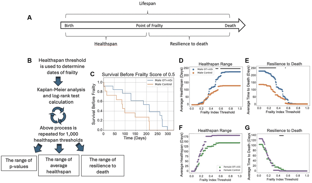 A5i+OT extends the healthspan of old frail male mice. (A) Overview of lifespan vs. healthspan and related terms. (B) Outline of the novel statistical model created to analyze healthspan. Healthspan thresholds are used to determine the dates of incurred frailty and log-rank test analysis is performed. This is repeated 1,000 times for a range of healthspans and the average healthspans are plotted as well as the resilience to death. (C) Representative Kaplan-Meier plot demonstrating the healthspan of mice before they reach a frailty of 0.5 (p = 0.0230). (D) The average healthspans of OT+A5i and control mice across the range of frailty thresholds from 0 to 1. The black bar represents thresholds at which there is a statistically significant difference as calculated by log-rank analysis. The maximum significant frailty index value threshold = 1.0 and the minimum threshold = 0.4925. (E) The average time to death after the frailty threshold is reached, which we denote as “resilience to death.” Male mice: control n = 12 and OT+A5i n = 14. The maximum significant frailty index value threshold = 0.5495 and the minimum significant frailty index value = 0.0. (F) The average healthspans of OT+A5i and control female mice across the range of frailty thresholds from 0 to 1. The black bar (or lack thereof) represents thresholds at which there is a statistically significant difference as calculated by log-rank analysis. There were no thresholds at which a statistically significant difference was observed. (G) The average time to death after the frailty threshold was reached for female mice: “resilience to death”. Female mice: control n = 13 and OT+A5i n = 10. The maximum significant frailty index value threshold = 0.5075 and the minimum significant frailty index value = 0.4254.
