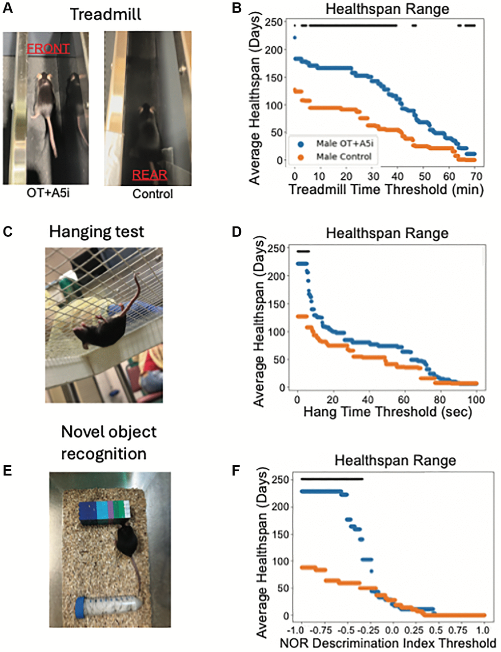 OT+A5i enhances endurance, balance/agility/grip strength and memory of old frail males. (A) Mice were placed on a treadmill at a rate of 8 m/min and the treadmill speed was increased at a rate of 1 m/min every 10 min for a total of 60 min and then was increased at 1 m/min every 5 min until mice shifted toward the rear of the treadmill. (B) The average healthspans of OT+A5i and control mice across the range of treadmill running time thresholds from 0 to 70 minutes. Control n = 12 and OT+A5i n = 14. (C) Mice were placed on a grid and inverted 25 cm over soft bedding. After three trials their average hanging time was calculated. (D) The average healthspans of OT+A5i and control mice across the range of hang test time thresholds from 0 to 100 seconds. The maximum significant threshold = 6.006 seconds and the minimum significant threshold = 0.0 seconds. Control n = 12 and OT+A5i n = 14. (E) In NOR test, mice were first exposed to two identical objects for 10 minutes, followed by a 2-hour rest and exposure to the habituated object and a novel object for another 10 minutes. The discrimination index describes their interaction preferences, with 1 indicating a preference for the novel object and 0 for the habituated object. (F) The average healthspans of OT+A5i and control mice across the range of NOR discrimination index thresholds from 1 to −1. Control and OT+A5i n = 6 each. The maximum significant threshold = −0.341 and the minimum significant frailty index value = −1.0. The black bar is the threshold at which there is a statistically significant difference by log-rank analysis, in (B, D and F).