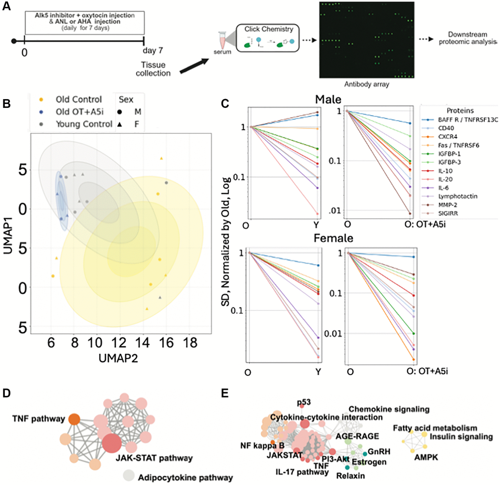 Acute effects of OT+A5i on de novo systemic proteomes of males and females. (A) Schematics of the experimental approach. (B) Uniform Manifold Approximation and Projection (UMAP) plots of the profiles of de-novo synthesized systemically present proteins of young control, old control, and old OT+A5i mice, males and females. AHA and ANL data are merged. (C) Sex-annotated comparison of the mean SDs of the Levene’s test passed proteins (p D) cirFunMap visualization of KEGG enriched pathways of de-novo synthesized systemic proteomes after OT+A5i treatment. (E) cirFunMap visualization of KEGG enriched pathways of the de-novo synthesized proteins that are noisier in the old as compared to young mice and become youthfully normalized by OT+A5i in old males and females. n = 4 each young and old MetRSL274G vehicle control, n = 4 each young and old C57.B6 vehicle control, n = 4 old OT+A5i C57.B6.