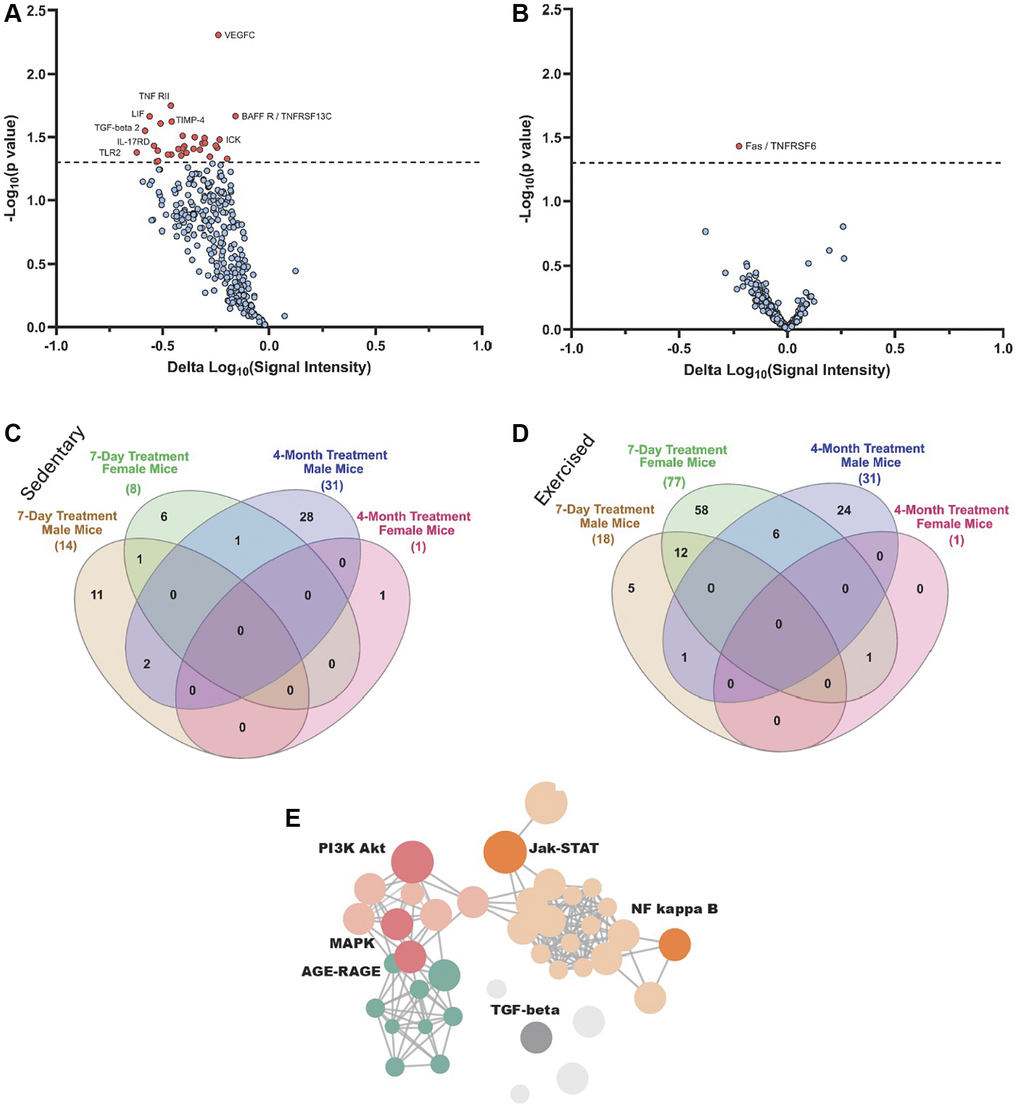 Proteomic changes in male and female mice after 4-months of OT+A5i vs. vehicle. (A) Volcano plot showing DEPs in male mice, based on antibody arrays data. (B) Volcano plot showing DEPs in female mice, based on antibody arrays data. (C) Venn diagram on the overlap of DEPs (p D) Venn diagram on the overlap of DEPs (p E) Enrichment analysis for differentially expressed proteins in the male mice, using KOBAS with KEGG pathway analysis. 7-days n = 8 control vehicle (4 males, 4 females), n = 8 OT+A5i (4 males, 4 females). 4-months: n = 4 all cohorts, except, n = 3 OT+A5i males.