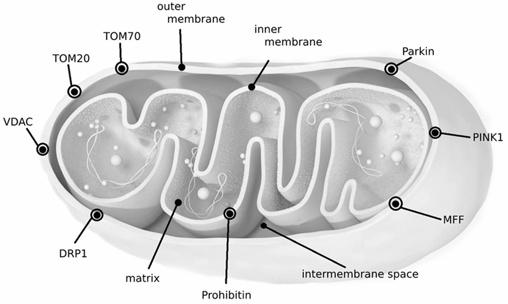Localization of biomarkers in mitochondria.