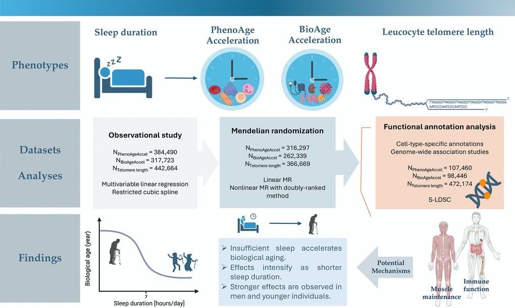 Graphical abstract.