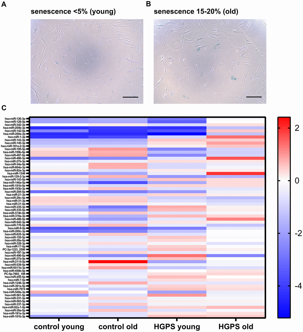 Genome-wide sequencing of miRNAs in control and HGPS fibroblasts across cellular ages. (A) Representative SA-β-galactosidase-stained cells (10x magnification; scale bar 100 μm) show control fibroblasts at young passages with B) old passages with 15-20% senescence. (C) A total of 66 significantly deregulated miRNAs were identified across six comparisons (control old vs. control young; HGPS old vs. HGPS young; young HGPS vs. young control; old HGPS vs. old control; old HGPS vs. young control; young HGPS vs. old control). Genome-wide miRNA profiles were generated from control cell strains (GM01651, GM01652, GM03349) and HGPS cell strains (HGADFN003, HGADFN127, HGADFN178) at Supplementary Table 1).