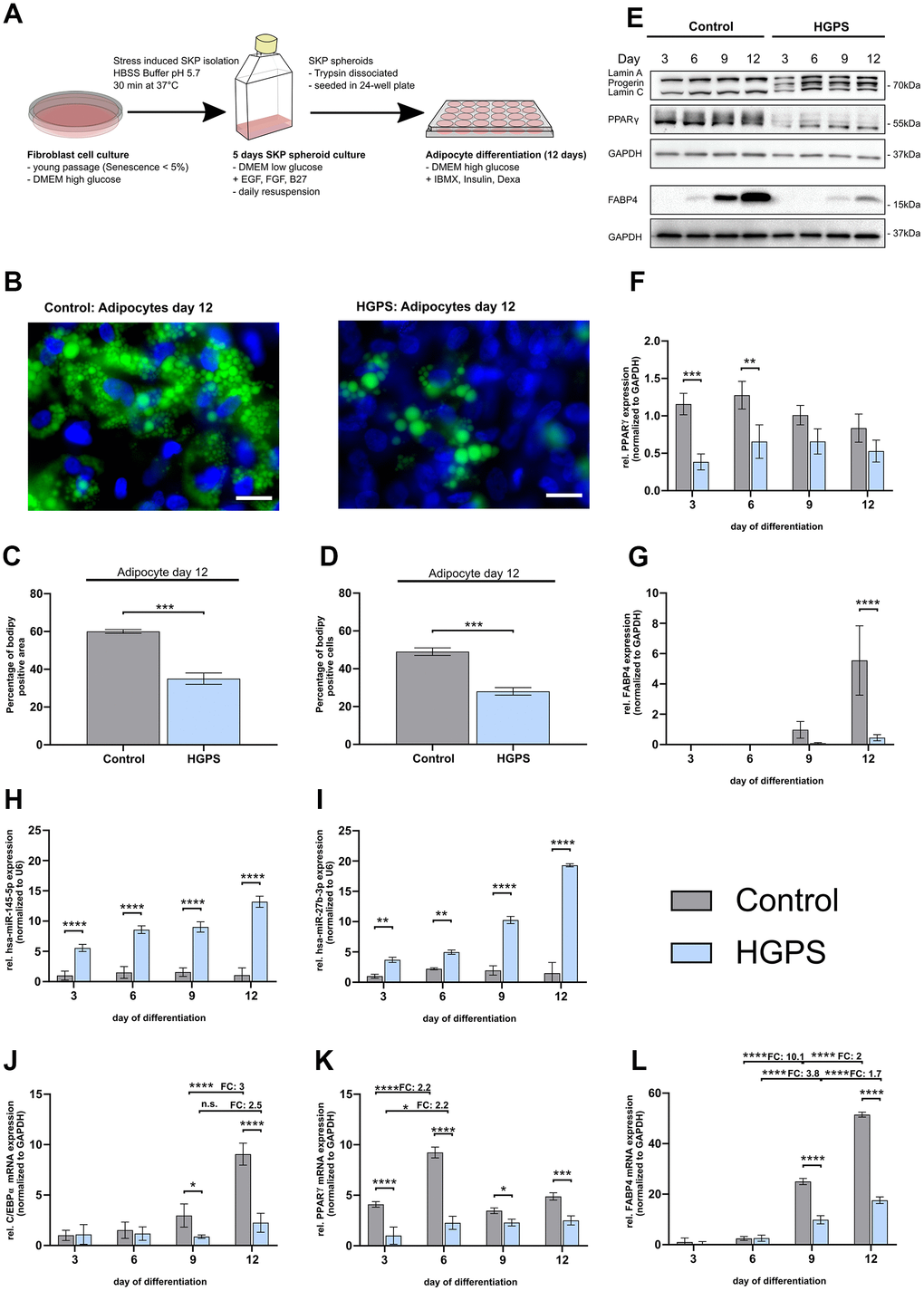 Impaired adipocyte differentiation in HGPS compared to control cells. Control cell strains: GM05565, GM05757, and GM01651; HGPS cell strains: HGADFN003, HGADFN127, and HGADFN164; (A) Schematic outline of adipocyte differentiation protocol; (B) Bodipy staining of lipid vesicles (green) in control and HGPS adipocytes on day 12 (40x magnification; scale bar 20 μm) with DAPI counterstaining. (C) Quantification of the Bodipy-positive area, normalized to the DAPI signal area. (D) Quantification of the percentage of Bodipy-positive cells normalized to DAPI positive cells. (E) Representative western blot of Lamin A/C including progerin, PPARγ and FABP4 at day 3, 6, 9 and 12 of adipogenesis (for uncropped and unprocessed images, see Supplementary Figure 3). Quantification of PPARγ (F) and FABP4 (G) protein level normalized to GAPDH. qPCR analysis of miR-145-5p (H) and miR-27b-3p (I) normalized to U6 and mRNA levels of C/EBPα (J), PPARγ (K), and FABP4 (L) normalized to GAPDH. (J–L) Values are presented as the mean ± SD (n=3); p > 0.05; * p B, C) unpaired t-test; (E–I) two-way ANOVA with Sidak’s multiple comparisons test.