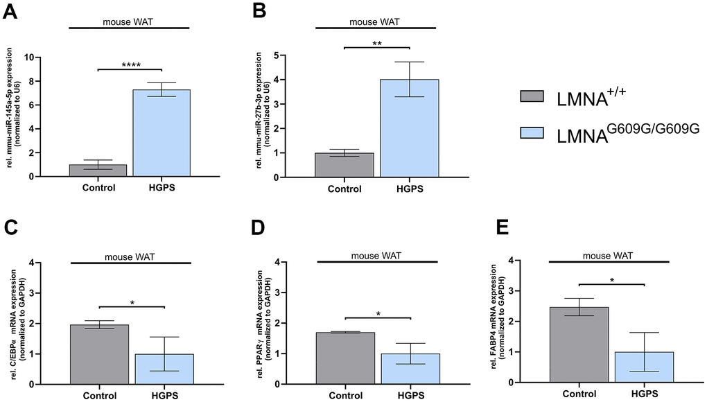 Deregulated mmu-miR-145a-5p and mmu-miR-27b-3p levels, along with deregulated adipogenic differentiation genes in white adipose tissue (WAT) of LmnaG609G/G609G mice. (A) qPCR analysis of miR-145-5p and (B) miR-27b-3p, both normalized to U6. (C) mRNA levels of CCAAT/enhancer binding protein-alpha (C/EBPα), (D) peroxisome proliferation-activated receptor gamma PPARγ and (E) fatty acid binding protein 4 (FABP4), all normalized to GAPDH. (A–E) Values are presented as the mean ± SD (n=3); p > 0.05; * p 