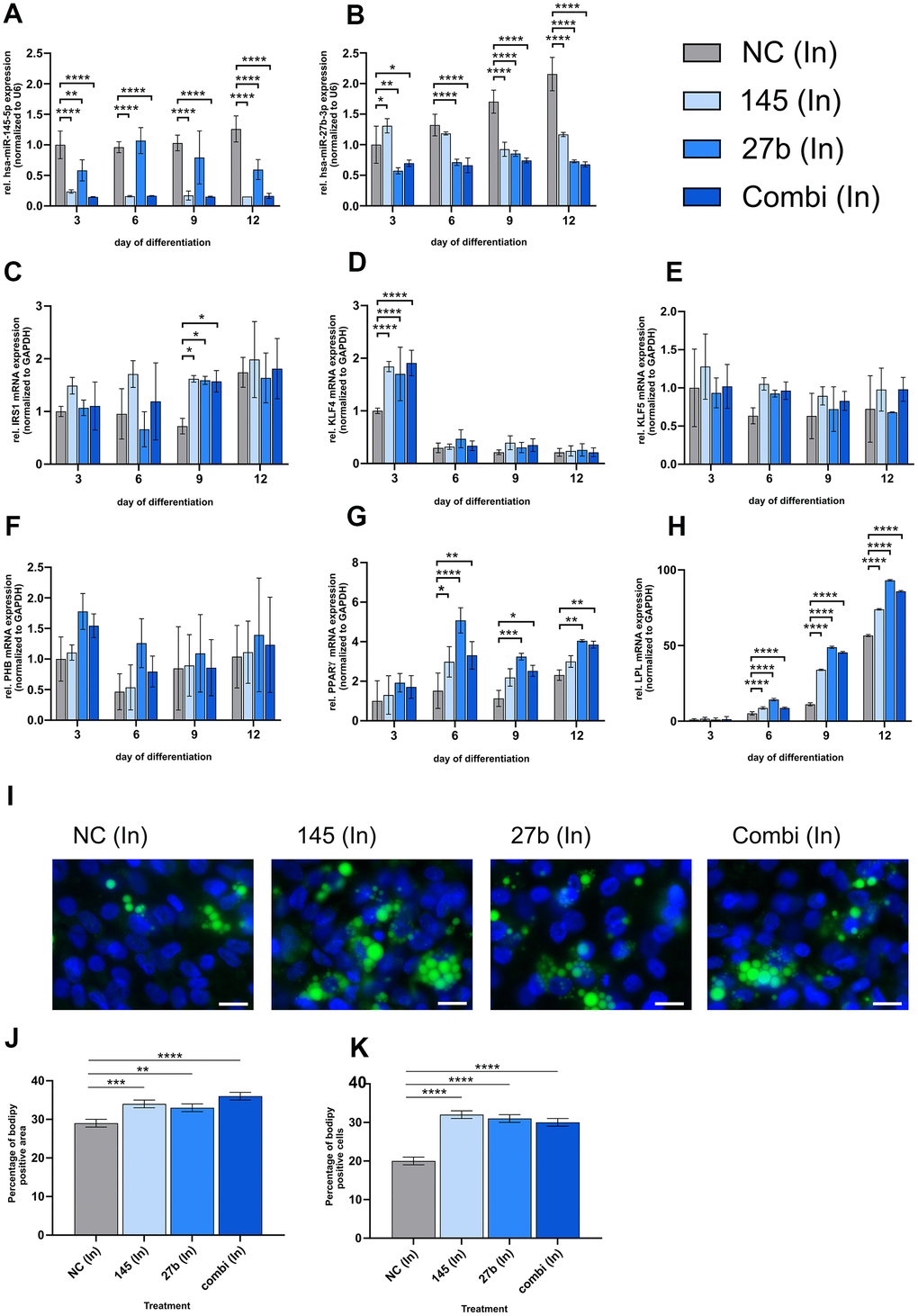 miR-145-5p and miR-27b-3p inhibitors enhance adipogenic differentiation in HGPS cells. HGPS cell strains (HGADFN003, HGADFN127, and HGADFN164) were transfected with 10 nM hsa-miR-145-5p and/or has-miR-27b-3p inhibitors on days 0, 3, 6, and 9 during SKP-to-adipocyte differentiation. The treatments groups include 10 nM negative control inhibitor (NC (In)), 10 nM hsa-miR-145-5p inhibitor (145 (In)), 10 nM hsa-miR-27b-3p inhibitor (27b (In)) and a combination of 10 nM hsa-miR-145-5p inhibitor and 10 nM hsa-miR-27b-3p inhibitor (Combi (In)); qPCR analysis was performed for miR-145-5p (A), and miR-27b-3p (B), both normalized to U6, as well as for IRS1 (C), KLF4 (D), KLF5 (E), PHB (F), PPARγ (G) and LPL (H) all normalized to GAPDH. (I) Bodipy staining (green) of lipid droplets on day 12 of differentiation with representative images (40x magnification; scale bar: 20 μm). DAPI was used as a counterstain. (J) Quantification of the percentage of Bodipy-positive area normalized to the total number of DAPI area. (K) Quantification of the percentage of Bodipy-positive cells normalized to the total number of DAPI-positive cells. (A–H) Values are presented as mean ± SD (n=3); p > 0.05; * p J, K) Values are presented as the mean ± SD (n=3); p > 0.05; * p 
