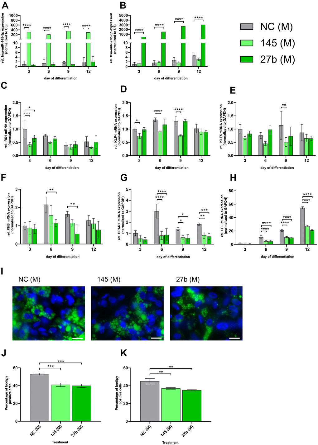 miR-145-5p and miR-27b-3p mimic suppress adipogenic differentiation in control cells. Control cell strains (GM05565, GM05757, GM01651) were transfected with 5 nM miR-145-5p or miR-27b-3p mimics on days 0, 3, 6, and 9 during SKP-to-adipocyte differentiation. The treatment groups include 5 nM negative control mimic (NC (M)), 5 nM hsa-miR-145-5p mimic (145 (M)) and 5 nM hsa-miR-27b-3p mimic (27b (M)); qPCR analysis was performed for miR-145-5p (A), and miR-27b-3p (B) both normalized to U6 as well as for IRS1 (C), KLF4 (D), KLF5 (E), PHB (F), PPARγ (G) and LPL (H) all normalized to GAPDH. (I) Bodipy staining (green) of lipid droplets on day 12 of differentiation with representative images (40x magnification; scale bar: 20 μm). DAPI was used as a counterstain. (J) Quantification of the percentage of the Bodipy-positive area normalized to the DAPI area. (K) Quantification of the percentage of Bodipy-positive cells normalized to the total number of DAPI-positive cells. (A–H) Values are presented as the mean ± SD (n=3); p > 0.05; * p J, K) Values are presented as the mean ± SD (n=3); p > 0.05; * p 