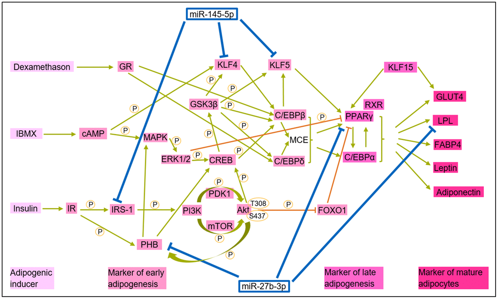 Integrative model of miR-145-5p and miR-27b in adipogenesis: insights from literature and this study. Adipogenic proteins are categorized into inducers, early and late markers, and mature adipocyte markers. miR-145-5p and miR-27b-3p impair adipogenesis by targeting key adipogenic markers, disrupting normal differentiation. This graphic used the following studies: [73–80].
