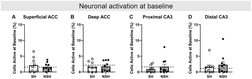 Baseline neuronal activity prior to task performance on test day. Percent of neurons active at baseline in the (A) superficial ACC, (B) deep ACC, (C) proximal CA3, and (D) distal CA3. Abbreviations: ACC: anterior cingulate cortex; SH: socially housed; NSH: non-socially housed. Error bars represent standard error of the mean. Dashed lines represent population (test-values) averages obtained from the young cohort.