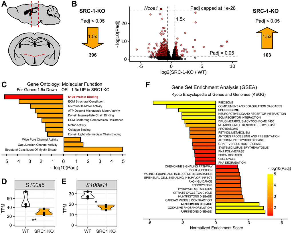 Differential gene expression in the hypothalamus of SRC-1-KO mice. (A) Diagram depicting mouse brain in sagittal view (top) and coronal view (bottom) with red dotted lines indicating hypothalamic region collected for RNA-seq experiment. (B) Volcano plot of RNA-seq results (center) with log2 fold change plotted on the x-axis and -log10 corrected p-value (Padj) plotted on the y-axis. Horizontal dashed line indicates Padj = 0.05. Two vertical lines indicate 1.5-fold either up or down. Each dot represents one gene. Genes plotted in red represent genes that are both 1.5-fold different with a Padj Padj = 1e-28 and indicates genes plotted above this line are out of the scale of the panel. Large orange arrows mark the number of genes that are 1.5-fold lower (left) or higher (right) with a Padj C) Gene ontology for molecular function using genes 1.5-fold down with Padj Padj D, E) Violin plots for S100a6 (D) and S100a11 (D) normalized to transcripts per million (TPM). * and **, Padj F) Gene set enrichment analysis using Kyoto encyclopedia of genes and genomes (KEGG) as output with a rank ordered gene list, using log2 fold change X -log10 Padj as the algorithm to rank genes, as input.