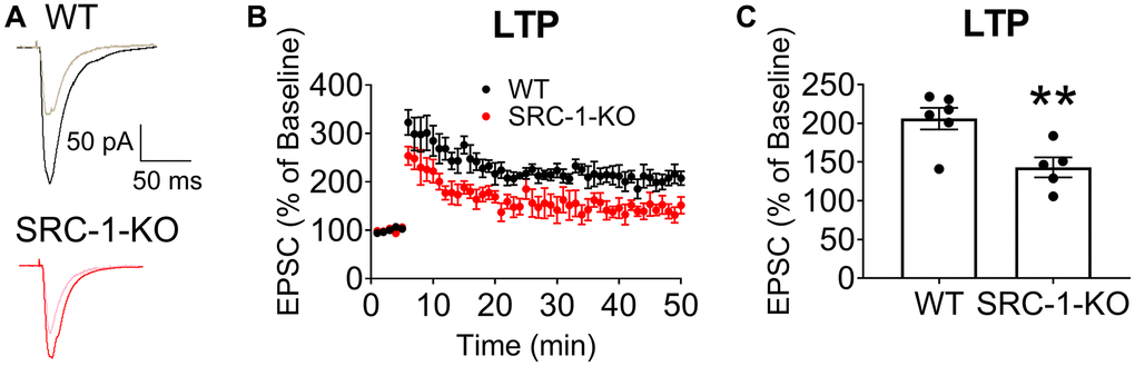 Impaired LTP in hippocampal CA1 neurons of SRC-1-KO mice. (A) Typical EPSC traces before (lighter curve) and after (darker curve) LTP induction in CA1 neurons from WT or SRC-1-KO mice. (B) Magnitude of EPSC elevations before (0–5 min) and after LTP induction (5–50 min). (C) Averaged EPSC elevations during 45–50 min in (B). N = 5-6 neurons from 3 mice. **P t-tests.
