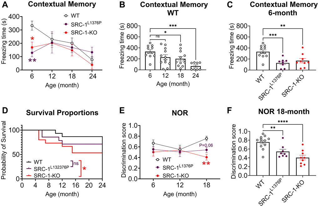 Impaired cognitive functions of SRC-1-KO mice and SRC-1L1376P mice at different ages. (A–C) Freezing time in the fear conditioning test in all mice at different ages (A), in WT mice at different ages (B), and in all groups of mice at 6 months of age (C). N = 8–12 mice/group. Data are presented as mean ± SEM and/or with individual data points. *P **P ***P A) or one way ANOVA analysis followed by Dunnett's multiple comparisons test (B, C). (D) The surviving curve of WT mice, SRC-1-KO mice and SRC-1L1376P mice. *P E, F) Discrimination score is defined as the ratio of time spent with the novel object during test vs. (training + test) in the novel object test in WT, SRC-1L1376P and SRC-1-KO mice at different ages (E) and at 18 months of age (F). N = 8–12 mice/group. Data are presented as mean ± SEM with individual data points. **P ****P E) or one way ANOVA analysis followed by Dunnett's multiple comparisons test (F).