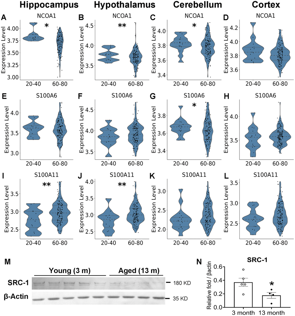 Aging-associated changes in the expression of SRC-1, S100A6 and S100A11 in human. Secondary analysis of published RNA-Seq data revealed the differential gene expression between young (20–40 years of age) and old (60–80 years of age) human. (A–D) The expression of SRC-1 coding gene NCOA1, (E–H) S100A6 coding gene and (I–L) S100A11 coding gene in the hippocampus, hypothalamus, cerebellum and cortex of young vs aged human brains, respectively. * and **P M, N) Western Blot detection (M) and quantification (N) of SRC-1 protein levels compared to housekeeping protein β-actin in the hippocampus of young (3 months of age) and aged mice (13 months of age). N = 4–5 mice. *P t-tests.