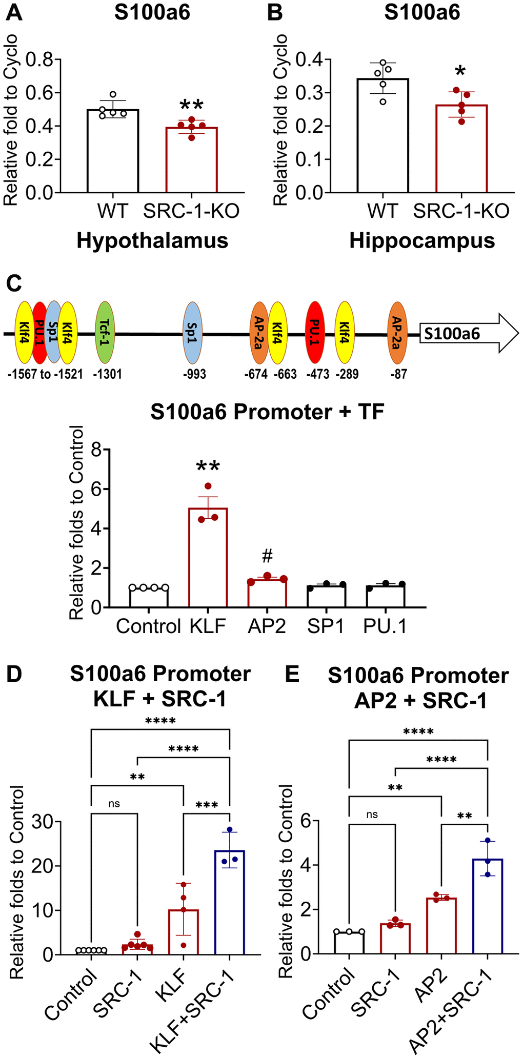 The regulation of S100a6 by transcription factors and SRC-1. (A, B) Relative mRNA levels of S100a6 mRNA measured in the hypothalamus (A) and the hippocampus (B) isolated from control vs. SRC-1-KO mice using Q-PCR. Data are presented as presented as mean ± SEM. N = 5 samples per group. *P **P t-tests. (C) Binding sites of transcription factors on the promoter of S100a6 and the effect of indicated transcription factor on S100a6 promoter luciferase activity in Neuro 2A cells. Data are presented as mean ± SEM. N = 3–4 repeated experiments with 3 biological replicates per group in each experiment. **P #P D, E) Effects of SRC-1 and transcription factors KLF (D) and AP2 (E) on S100a6 promoter luciferase activity in SRC-1-KO MEF cells. Data are presented as mean ± SEM. N = 3–6 repeated experiments with 6 biological replicates per group in each experiment. Control group is normalized to 1 to allow comparisons among different batches of experiments. *P **P ***P 