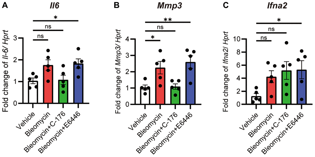 The cGAS-STING pathway was activated after bleomycin treatment. PCLS samples from the iUIP were treated with 1 μM bleomycin mixed with 1 μM C-176 or E6446 dihydrochloride for 120 h. Il6 (A), Mmp3 (B), and Ifna2 (C) mRNA expression levels were determined using qPCR. Hprt served as an internal control. The results are shown as mean ± SE of five mouse PCLSs at each group. Asterisks indicate *P **P 