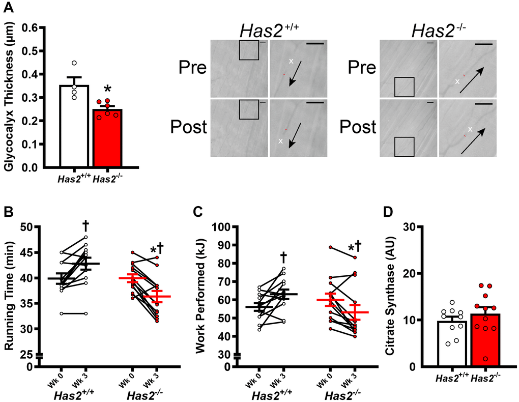 Impact of Has2 deletion on glycocalyx integrity and exercise capacity. (A) Glycocalyx thickness in gastrocnemius muscle microcirculation prior to tamoxifen injections (Wk 0) and 3 weeks post-tamoxifen administration (Wk 3) with representative images demonstrating changes in perfused diameter (red line segment) pre- and post-leukocyte (white x’s) passage with arrows representing direction of flow; scale bar = 50 μm. (B) Running time to exhaustion during maximal treadmill test pre- and post-tamoxifen administration. (C) Work performed during maximal treadmill test pre- and post-tamoxifen administration. (D) Gastrocnemius muscle citrate synthase activity. Data are presented as mean ± SEM. *P Has2+/+; †P N = 4–13/group.