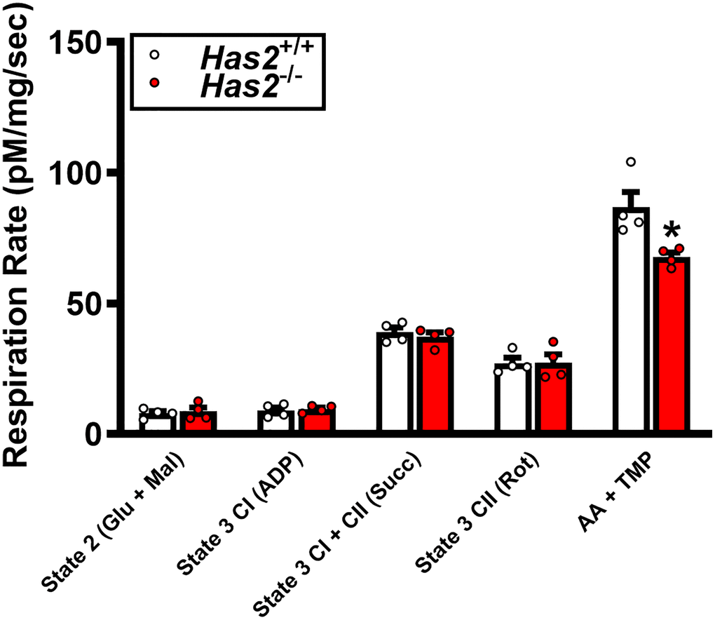 Mitochondrial respiration in gastrocnemius muscle of Has2+/+ and Has2−/− mice post-tamoxifen administration. Respiration rates were measured under various substrate conditions: State 2 (Glu + Mal), State 3 CI (ADP), State 3 CI + CII (Succ), State 3 CII (Rot), and AA + TMPD. Data are presented as mean ± SEM. *P Has2+/+. N = 4–5/group.