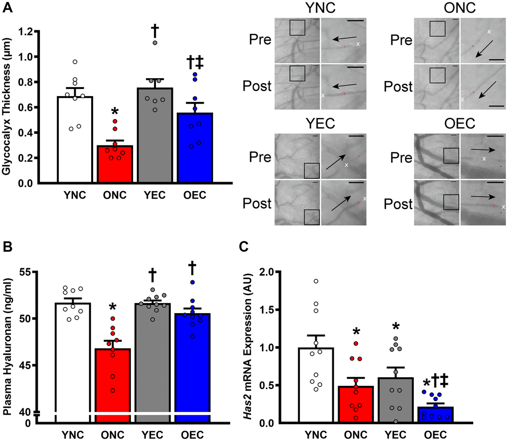 Glycocalyx integrity in young normal chow (YNC), old normal chow (ONC), young Endocalyx™ treatment (YEC), and old Endocalyx™ treatment (OEC) mice. (A) Glycocalyx thickness with representative images demonstrating changes in perfused diameter (red line segment) pre- and post-leukocyte (white x’s) passage with arrows representing direction of flow; scale bar = 50 μm. (B) Plasma hyaluronan concentrations. (C) Aortic Has2 mRNA expression. Data are presented as mean ± SEM. *P †P ‡P N = 7–10/group.