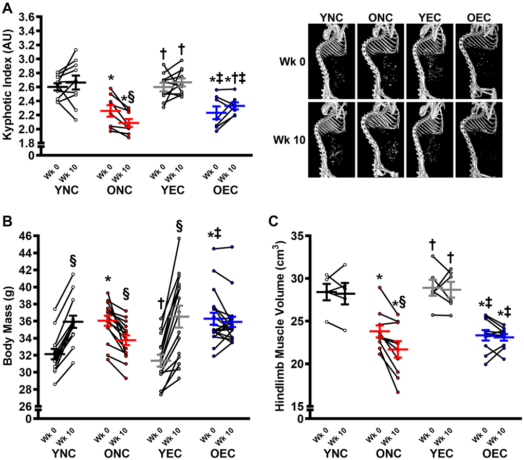 Frailty, body mass, and muscle characteristics in young normal chow (YNC), old normal chow (ONC), young Endocalyx™ treatment (YEC), and old Endocalyx™ treatment (OEC) mice. (A) Kyphosis index at Week 0 and Week 10 with representative images. (B) Body mass at Week 0 and Week 10. (C) Hindlimb muscle volume at Week 0 and Week 10. Data are presented as mean ± SEM. *P †P ‡P §P N = 5–15/group.