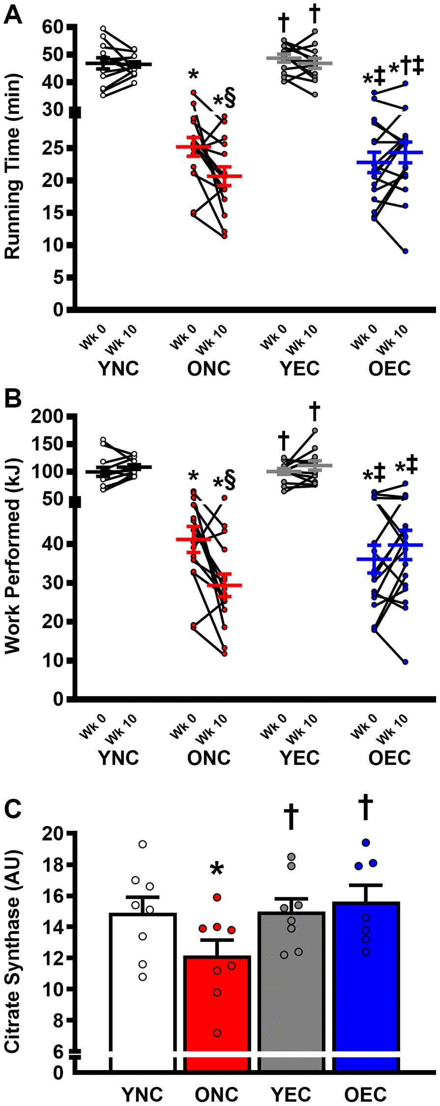 Exercise capacity and muscle oxidative function young normal chow (YNC), old normal chow (ONC), young Endocalyx™ treatment (YEC), and old Endocalyx™ treatment (OEC) mice. (A) Running time to exhaustion during maximal treadmill test at Week 0 and Week 10. (B) Work performed during maximal treadmill test at Week 0 and Week 10. (C) Gastrocnemius muscle citrate synthase activity. Data are presented as mean ± SEM. *P †P ‡P §P N = 7–13/group.