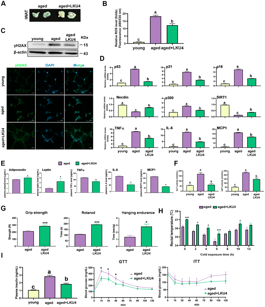 Administration of LKU4 inhibits AT senescence during aging. LKU4 or PBS was administered daily to 10-month-old C57BL/6J male mice for 10 or 14 months during feeding with a normal diet (ND). The 2-month-old ND-fed C57BL/6J male mice were designated as the young group. (A) SA-β-gal staining of inguinal WAT (iWAT) from aged (24-month) mice with or without LKU4 administration (n = 5). (B) Reactive oxygen species (ROS) levels in iWAT from each group of mice (n = 3). (C) Immunofluorescence staining images (green, γH2AX; blue, DAPI) and Western blot (WB) analysis of γH2AX in iWAT from each group (n = 3). Scale bars, 10 μm. (D, E) RT-qPCR analysis of cellular senescence-associated gene, SASP, and adipokine gene expression in iWAT (D) and plasma SASP and adipokine levels (E) of 2-month-old and 24-month-old mice (n = 3). (F) Plasma levels of alanine aminotransferase (ALT) and aspartate aminotransferase (AST) in each group of mice (n = 3). (G) Forelimb grip strength, rotarod, and hanging endurance tests in 20-month-old control and LKU4 mice (n = 5). (H) Rectal temperature was measured at 25° C (0 h) and 4° C for different durations (2–12 h) in 24-month-old mice (n = 8). (I) Plasma insulin levels, glucose tolerance test, and insulin tolerance test in 24-month-old mice (n = 7–8). All data are expressed as the mean ± S.E.M. * p 