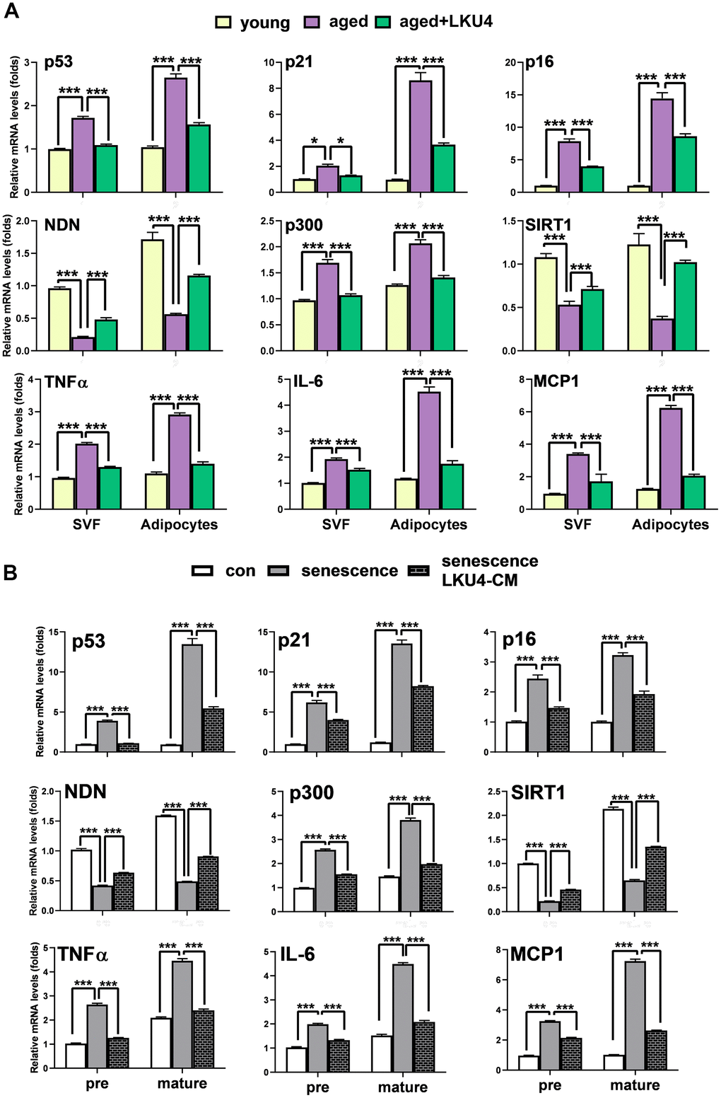 LKU4 attenuates the susceptibility of adipocytes to age-related cellular senescence. (A) RT-qPCR analysis of cellular senescence-associated gene expression in stromal vascular fraction (SVF) cells and adipocyte fractions from iWAT of 2-month-old and 24-month-old mice (n = 3). (B) RT-qPCR analysis of cellular senescence-associated gene expression in 3T3-L1 preadipocytes (pre) and day 8 3T3-L1 mature adipocytes (mature). Cells were treated with 100 μM H2O2 for 24 h in the absence or presence of LKU4–CM. All data are expressed as the mean ± S.E.M. * p 