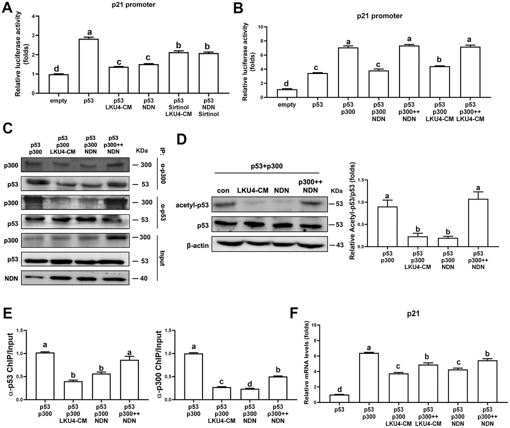 Necdin regulates p53 acetylation and activity by releasing p300 from p53. (A, B) Reporter gene analysis using p21-promoter–Luc and the indicated expression plasmids in HEK293T cells treated with 100 μM H2O2, 50 μM sirtinol, and LKU4–CM for 24 h. (C) Immunoprecipitation (IP) analyses of p53 and p300 in HEK293T cells transfected with p53, p300, and NDN expression plasmids with or without LKU4–CM treatment for 24 h. (D) p53 acetylation in day 8 3T3-L1 adipocytes transfected with the indicated plasmids and treated with LKU4–CM for 24 h. Cells were immunoprecipitated using an anti-p53 antibody. (E) Chromatin immunoprecipitation (ChIP) assay using anti-p53 and anti-p300 antibodies in day 6 3T3-L1 adipocytes transfected with p53, p300, and NDN, and treated with LKU4–CM for 24 h. (F) mRNA and protein levels of p21 in 3T3-L1 adipocytes transfected with p300 and NDN expression plasmids and treated with LKU4–CM for 24 h. The lowercase letters above the graphs indicate statistical significance at p 