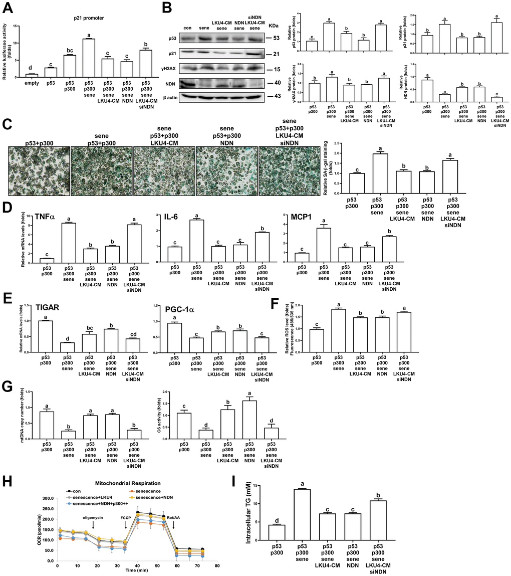 LKU4 negatively regulates H2O2-induced adipocyte senescence through NDN upregulation. (A) Reporter gene analysis using p21-promoter–Luc in HEK293T cells. (B–G) γH2AX, p53, p21, and NDN protein expression (B), SA-β-gal staining (scale bars, 200 μm) (C), RT-qPCR analysis of SASP genes (D) and mitochondrial function-associated genes (E), ROS levels (F), mtDNA copy number and CS activity (G) in primary adipocytes. Primary adipocytes differentiated from SVF cells were transfected with expression plasmids and NDN siRNA for 12 h, followed by treatment with 100 μM H2O2, 50 μM sirtinol, and LKU4–CM for another 24 h, as indicated, before analysis. (H) Oxygen consumption rate (OCR) analysis using a Seahorse XFe analyzer in 3T3-L1 adipocytes overexpressing the indicated expression plasmids in the absence or presence of LKU4–CM. (I) Intracellular TG levels in primary adipocytes. Differentiated primary adipocytes were transfected with expression plasmids and NDN siRNA and then treated with 100 μM H2O2, 50 μM sirtinol, and LKU4–CM, as indicated.