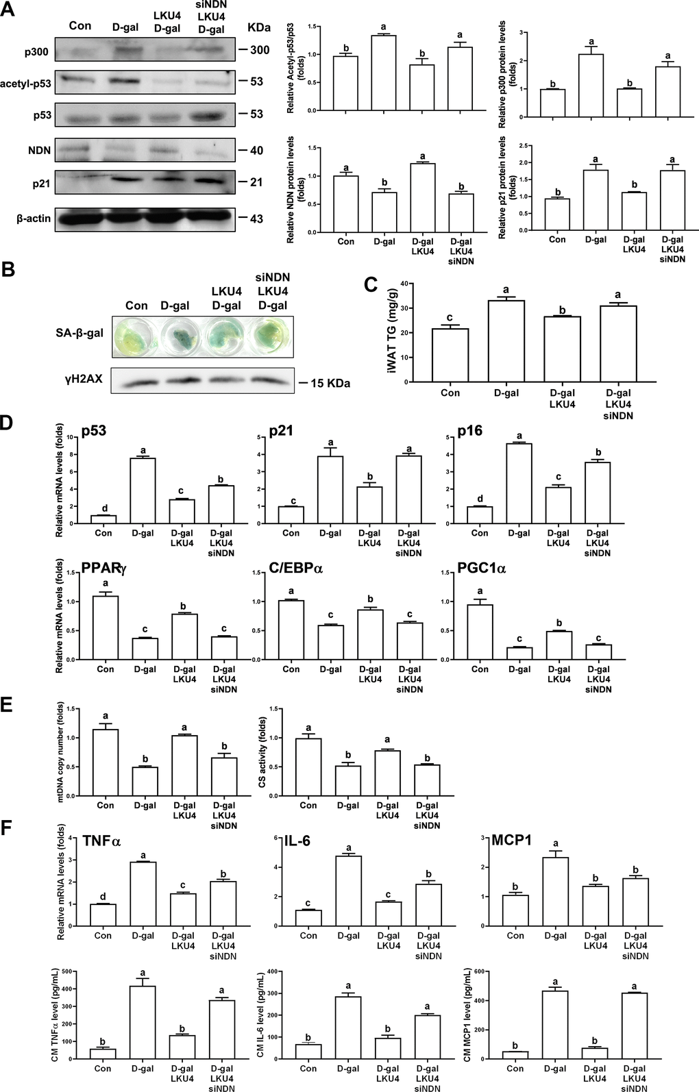 NDN knockdown in ex vivo iWAT abolishes the inhibitory effect of LKU4 on age-related adipose senescence. Eight-week-old C57BL/6J male mice were administered LKU4 or PBS daily for 4 weeks, followed by daily treatment of D-gal or 0.9% NaCl for an additional 8 weeks, with or without LKU4 supplementation. Mice treated with 0.9% NaCl, D-gal, and combined with LKU4 are designated as Con, D-gal, and D-gal/LKU4, respectively. Necdin was knocked down ex vivo in iWAT explants from D-gal/LKU4 mice using necdin-specific siRNA. (A) p53 acetylation in iWAT explants from each group of mice (n = 3). (B) SA-β-gal staining and protein levels of γH2AX in iWAT explants (n = 3). (C) Triglyceride (TG) levels in ex vivo iWAT explants from each group of mice (n = 3). (D) RT-qPCR analysis of senescence marker genes and lipid metabolism-related genes in iWAT explants (n = 3). (E) mtDNA copy number and CS activity (n = 3). (F) SASP mRNA levels in iWAT explants and SASP proteins secreted from iWAT explants (n = 3). The lowercase letters above the graphs indicate statistical significance at p 