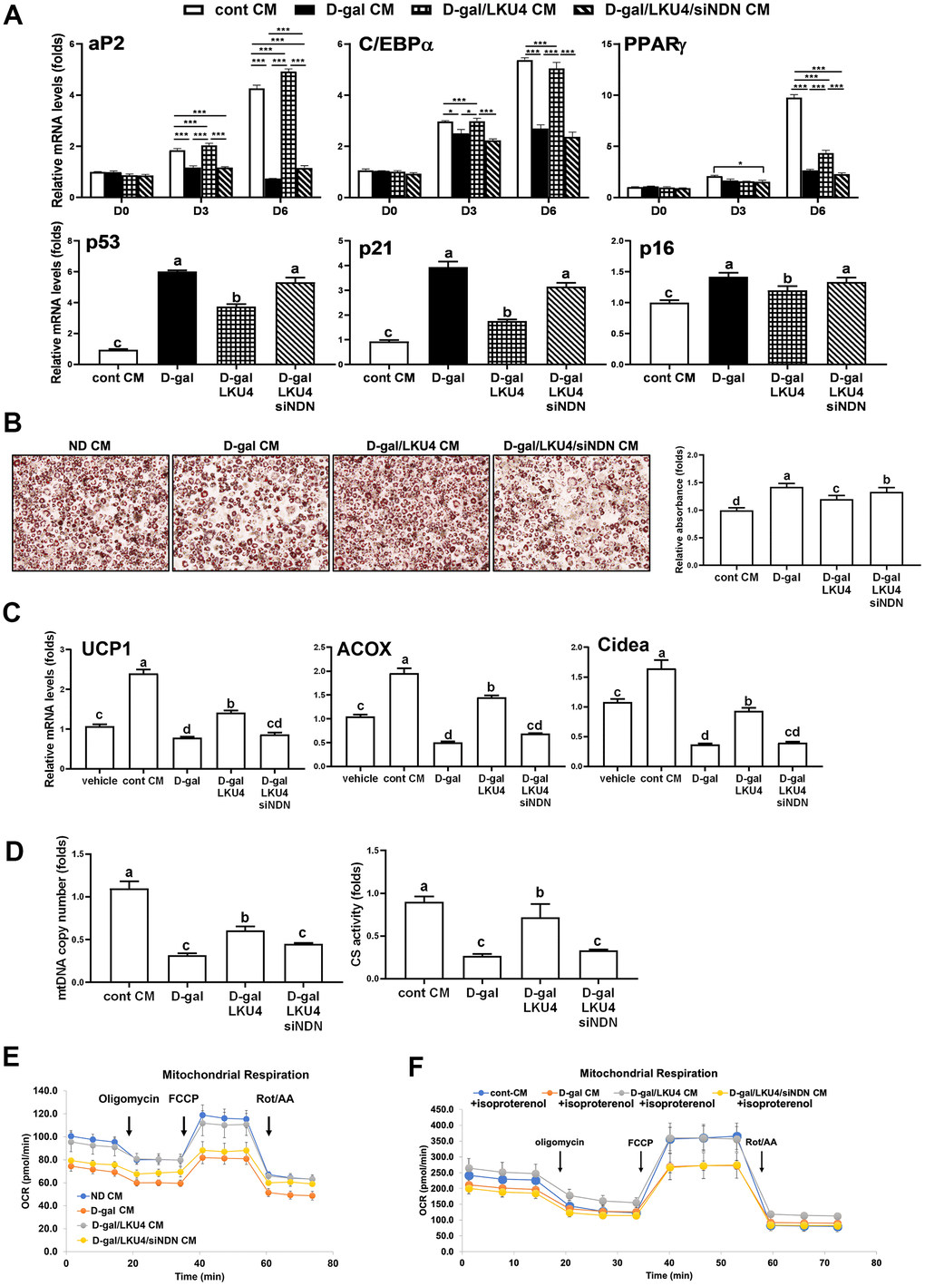 NDN knockdown facilitates age-related changes in cell functions in iWAT. (A–E) SVF and 3T3-L1 cells were differentiated in the absence or presence of CMs from iWAT explants. NDN knockdown was performed ex vivo in the iWAT explants from D-gal/LKU4 mice using NDN-specific siRNA. (A) RT-qPCR analysis of adipogenic genes during adipocyte differentiation. (B) Lipid accumulation was determined at day 6 by ORO staining. Scale bars, 200 μm. (C) On day 6, primary adipocytes differentiated from SVF cells were treated with 100 μM isoproterenol for 48 h. RT-qPCR was performed to analyze the expression of browning marker genes. (D) Mitochondria function was determined by measuring mtDNA copy number and CS activity in day 6 primary adipocytes. (E) OCR analysis of day 6 primary adipocytes and (F) OCR analysis of day 8 primary adipocytes treated with 100 μM isoproterenol for 48 h, were performed in the presence of oligomycin, FCCP, and rotenone/antimycin A using a Seahorse XFe analyzer at the indicated timepoints. All data are expressed as the mean ± S.E.M. * p 