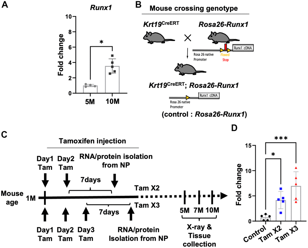 Conditional upregulation of Runx1 expression in Krt19CreERT; Rosa26-Runx1 mice following Tamoxifen Injections. (A) The gene expression of Runx1 was increased in the NP of control mice at 10M compared to 5M. n = 4~5 mice/group. Student’s t-test was performed. * p B) Generation of double transgenic Krt19CreERT; Rosa26-Runx1 mice. Upon tamoxifen injection, Runx1 was specifically overexpressed in the NP tissues. (C) Tamoxifen was administered intraperitoneally at 4 weeks of age. In the Tam X2 group, tamoxifen was injected once a day for two consecutive days while in the Tam X3 group, it was injected once a day for three consecutive days. Runx1 overexpression was verified by Q-PCR using RNAs isolated from NP tissues collected seven days after the final injection in each group. For X-ray and histological analyses, mice were sacrificed at 5, 7, and 10 months (M) of age. (D) Quantitative PCR analysis revealed a significant upregulation in the gene expression of Runx1 in Tam X2 and Tam X3 groups compared to the control. n = 5 mice/group. One-way ANOVA followed by Tukey’s post-test was performed. (*** p 
