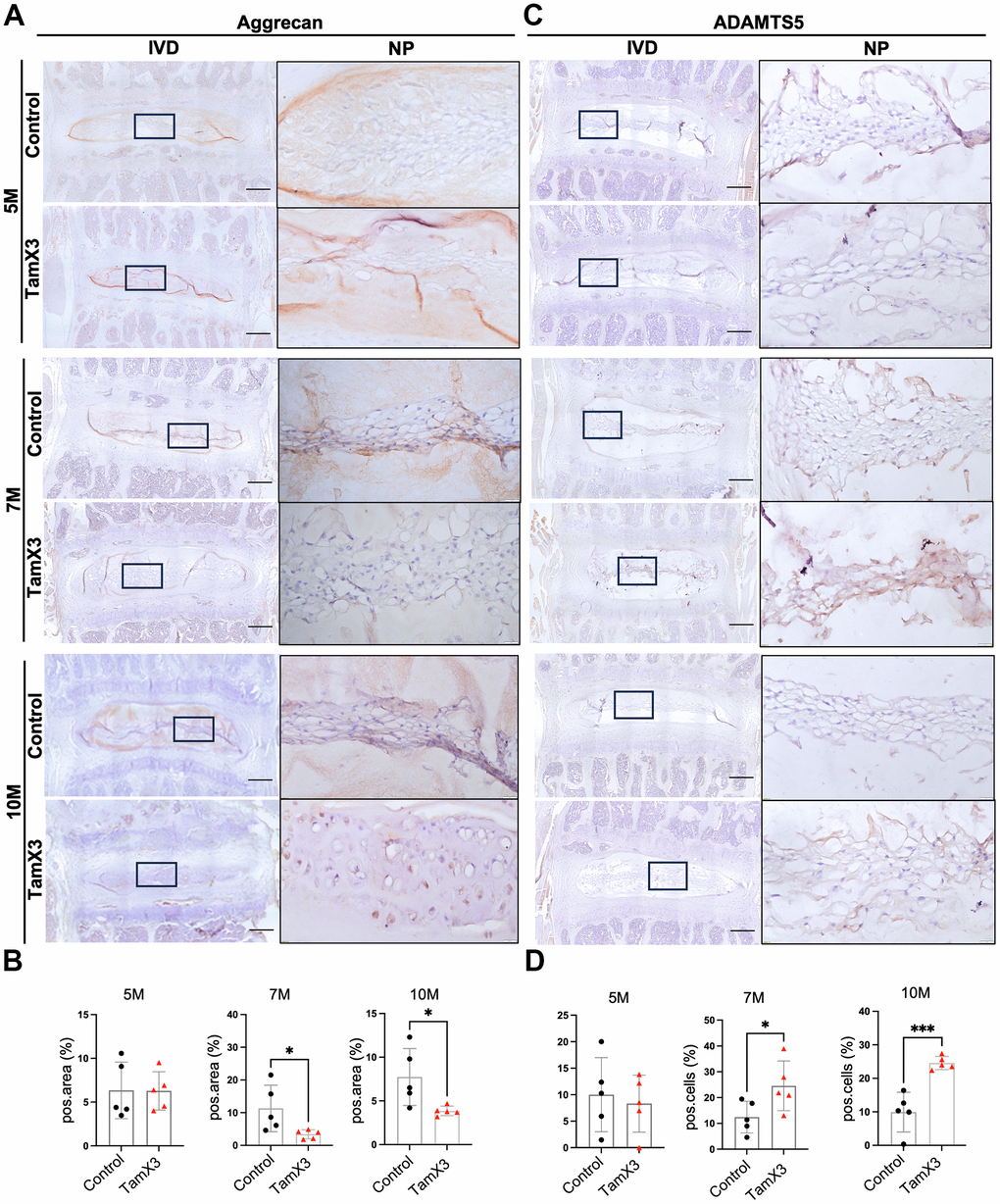 Runx1 overexpression reduced the accumulation of aggrecan in the NP. (A, C) Representative images of immunohistochemistry staining of aggrecan (A) and ADAMTS5 (C) at 5M, 7M, and 10M. Scale bar = 200 μm. Magnified NP areas are shown. Hematoxylin was used as nuclei staining and immunopositivity was labeled brown. (B, D) Quantification results showing that the expression of aggrecan (B) was significantly decreased at 7M and 10M while the expression of ADAMTS (C) was increased in the NP of Runx1 overexpression mice. n = 5 mice /group. Student’s t-test was performed (* p 