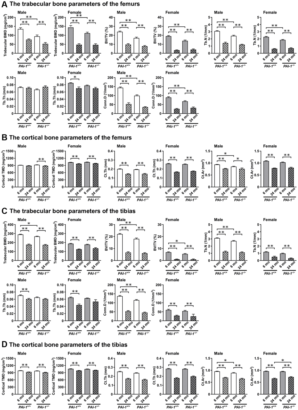 Aging-related changes in the microarchitecture of long bones in male and female mice. Trabecular and cortical bone parameters in the femurs (A, B) and tibias (C, D) of 6- and 24-month-old mice with PAI-1 gene deficiency (PAI-1−/−) and their wild-type counterparts (PAI-1+/+) are shown (n = 5−10 in each group). The distal metaphyseal regions of the femur and proximal metaphyseal regions of the tibia were analyzed using μCT. Trabecular bone parameters: trabecular bone mineral density (BMD), ratio of the segmented trabecular bone volume to the total tissue volume of the region of interest (BV/TV), trabecular number (Tb.N), trabecular thickness (Tb.Th), and connectivity density (Conn.D). Cortical bone parameters: cortical tissue mineral density (TMD), cortical thickness (Ct.Th), and cortical bone area (Ct.Ar). Data are presented as mean ± standard error of the mean. **P *P 