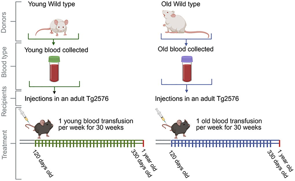 Schematic representation of the blood infusion regime (blood from old and young wild type mice into Tg2576 mice). Wild-type mice aged 50–75 days (WT Young mice), and wild-type mice aged 443–532 days (WT Old mice) served as blood donors. This blood was transfused to 120-day-old Tg2576 mice, which then underwent to weekly transfusions and sacrificed at 363–366 days old. Before sacrificing, mice were evaluated for spatial memory. Postmortem analyses included immunopathological, biochemical, and proteomic evaluations of brain tissues.