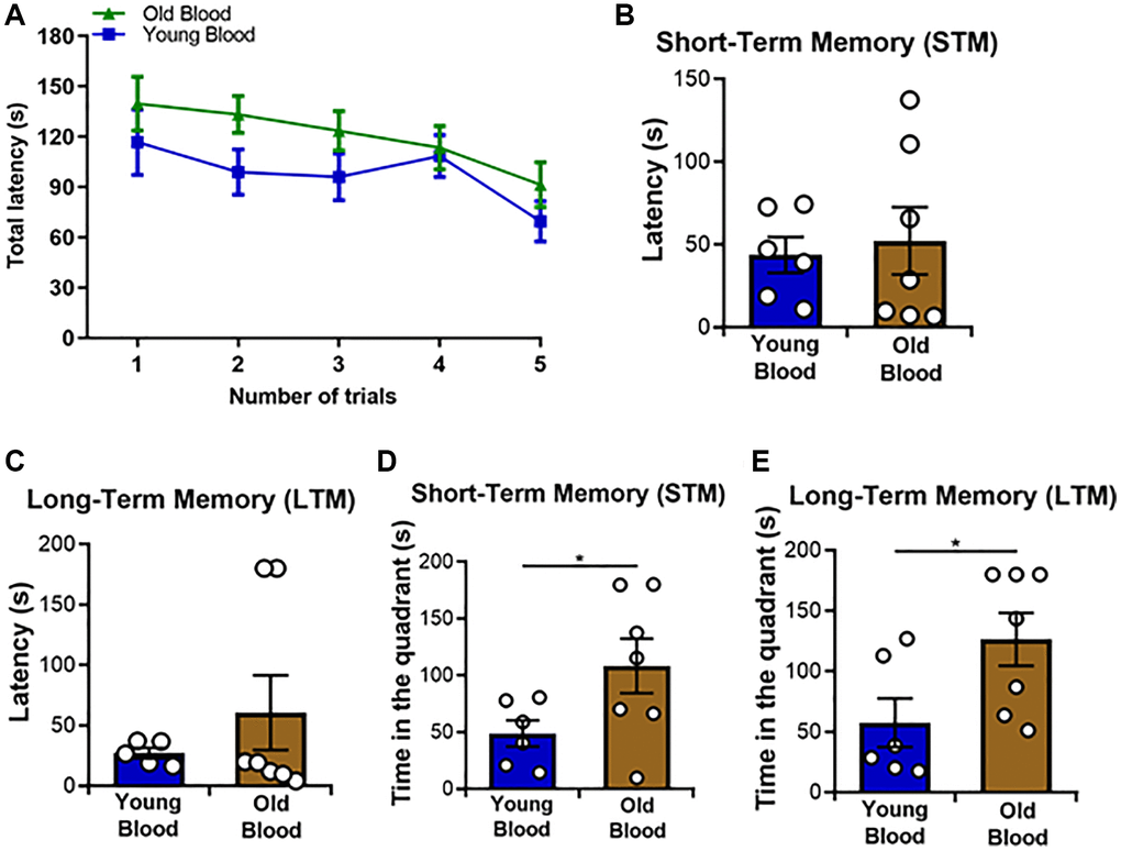 Spatial memory analyses of Tg2576 mice treated with blood from old and young wild type mice. The Barnes maze test was applied to all mice included in this study. (A) Average latency to the escape chamber for the training trials sessions over 5 days, as described in Materials and Methods. (B) Quantitative analysis of the short-term memory (STM) latency. (C) Quantitative analysis of the long-term memory (LTM) latency. (D) Quantitative analysis of the STM time-in-quadrant parameter. (E) Quantitative analysis of the LTM time-in-quadrant parameters. N = 6–7/group, (random mix of males and females; young donor group: 3M/3F; old donor group: 3M/4F). Sex was not included as a variable in statistical analyses. Data values are expressed as means ± SEM. Data in (A) were analyzed using repeated/measures ANOVA. Data in (B) and (D) were analyzed using Student’s t-test. Data in (C) and (E) were analyzed using the Mann-Whitney U-test. *p 