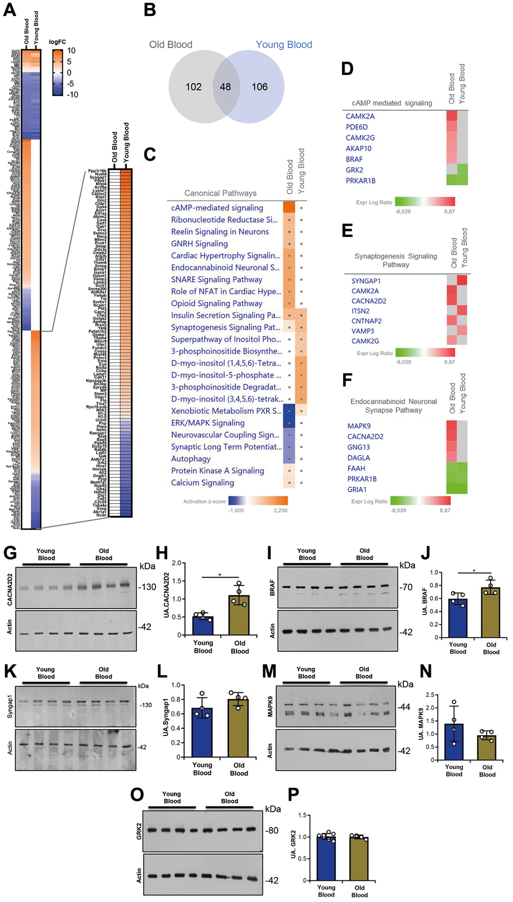 Proteomic analysis of Tg2576 mice infused with blood from old and young wild type mice. (A) Heatmap of quantifiable proteins from the Old Blood and Young Blood groups, showing log fold-change (logFC) in protein expression. (B) Venn diagram of differentially expressed proteins in an Old Blood vs. Young Blood groups comparison. (C) Canonical pathway analysis of differentially expressed proteins, highlighting enriched signaling pathways with activation z-scores. (D–F) Differentially expressed proteins in cAMP-mediated signaling, synaptogenesis signaling, and endocannabinoid neuronal synapse pathways, respectively. Gene names are used. (G, H) Representative western blot image and quantitative analysis of expression of CACNA2D2 in brain homogenates. (I, J) Representative western blot image and quantitative analysis of expression of BRAF in brain homogenates. (K, L) Representative western blot image and quantitative analysis of expression of Syngap1 in brain homogenates. (M, N) Representative western blot image and quantitative analysis of expression of MAPK9 in brain homogenates. (O, P) Representative western blot image and quantitative analysis of expression of GRK2 in brain homogenates. N = 3/group for proteomic analysis, and n = 4/group for protein validation (random mix of males and females; young donor group: 1–2M/2F; old donor group: 1–2M/2F). Data are expressed as mean ± SEM. Data in (H), (J), (L), (N), and (P) were analyzed using Student’s t-test. *p 