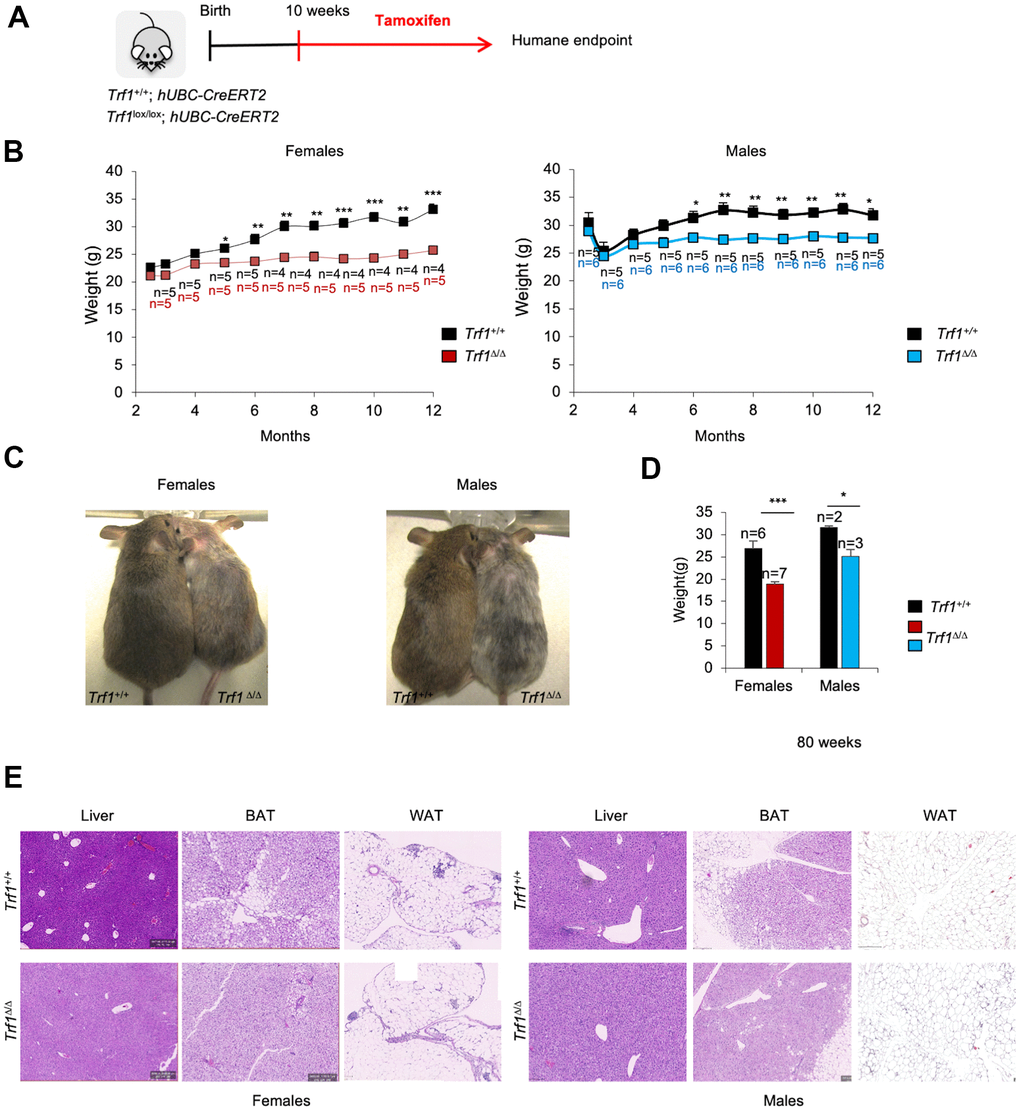 Depletion of Trf1 in mice induces weight loss. (A) Experimental plan: Trf1+/+ or Trf1lox/lox; hUBC-CreERT2 mice start to receive tamoxifen treatment intraperitoneally at 10 weeks of age until humane endpoint. (B) Weight follow-up in females (left) and males (right) in both genotypes. Note that TrfΔ/Δ females start to weigh less than wild-type at five months and males at six months. (C) Representative images of wild-type and Trf1 deleted mice of 10 months of age. Note the observable difference in weight and graying hair in Trf1Δ/Δ mice. (D) Measurement of body weight in 80-week-old mice. Note that the difference in weight is maintained throughout their lifespan. (E) Hematoxylin and eosin staining of liver, white and brown adipose tissue. Note that there are no differences between genotypes regarding liver and white adipose tissue. In brown adipose tissue, Trf1Δ/Δ mice present fewer and smaller lipid droplets than wild-type mice. Error bars, s.e.m.; only significant values are shown; *P P P t-test (B, D)