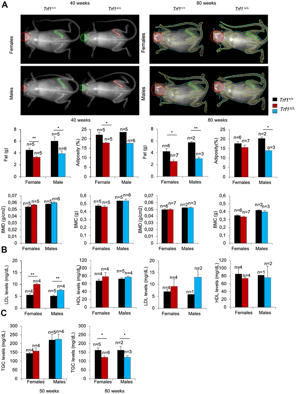 The fat content is reduced in Trf1Δ/Δmice. (A) Top: representative images of Trf1+/+ and Trf1Δ/Δ females and males obtained with Dual-energy X-ray absorptiometry (DEXA). Bottom: Quantification of fat (g), adiposity (%), bone mineral density (g/cm2) and bone mineral composition (g) measured obtained by Dual-energy X-ray absorptiometry (DEXA) at 40 and 80 weeks respectively. Note that Trf1Δ/Δ have less adiposity and fat content compared to wild-types. (B) LDL and HDL levels in serum 40- and 80- week-old-mice of the indicated gender and genotype. Trf1Δ/Δ of 40 weeks mice exhibited more LDL levels (mg/dL) in both sexes. (C) Triglycerides levels in serum in 50 and, 80 weeks old mice of both genotype and gender. Note that older (80 weeks) Trf1Δ/Δ mice had lower TGC (triglycerides) levels in serum compared to wild-types. Error bars, s.e.m.; only significant values are shown; *P P P t-test (A–C)