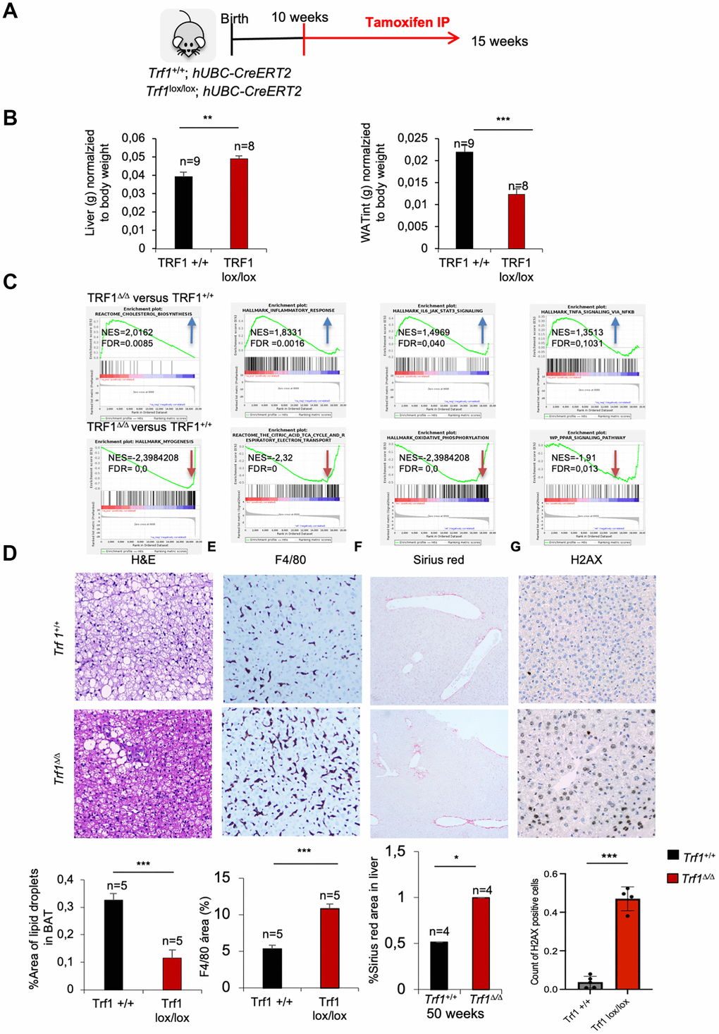 Deletion of Trf1 induces differences in tissue weight in early stages, before body weight differences. (A) Experimental plan: Trf1+/+ and Trf1lox/lox; hUBC-CreERT2 female mice were treated with tamoxifen at 10 weeks of age. Mice were euthanized 5 weeks after tamoxifen treatment. (B) Weight of liver and white adipose tissue (grams) normalized to body weight. Note that Trf1 Δ/Δ liver weighted more compared to the wild-types, while the opposite was observed for white adipose tissue. (C) Gene expression data obtained by RNA-seq of liver samples of 15 weeks Trf1+/+ and Trf1Δ/Δ was analyzed by GSEA to determine significantly enriched gene sets. GSEA plots for the indicated pathways in liver samples for Trf1Δ/Δ versus Trf1+/+ mice. The red to blue horizontal bar represents the ranked list. Genes located at the central area of the bar show small differences in gene expression between the pairwise comparisons. Genes with higher expression levels are located at the red edge while the genes with lower expression levels are located at the blue edge of the bar. Blue and red arrows indicated downregulation and upregulation, respectively, of the pathway in the pairwise comparisons. (D) Representative image and quantification of area of lipid droplets in brown adipose tissue. Trf1Δ/Δ had lower lipid droplets in brown adipose tissue. (E) Representative images and quantification of liver stained with F4/80 immunohistochemistry staining. Note that Trf1Δ/Δ presents higher macrophage infiltration. (F) Sirius red staining in the liver of 50-week- old females represented in images and quantification of the area of Sirius red staining. Note that 50 weeks of age Trf1Δ/Δ females have a higher area of Sirius red staining. (G) H2AX staining in the liver of RNAseq cohort of female mice. Note that Trf Δ/Δ female mice have more DNA damage than wild-types. Error bars, s.e.m.; only significant values are shown; *P P P t-test (B, D)