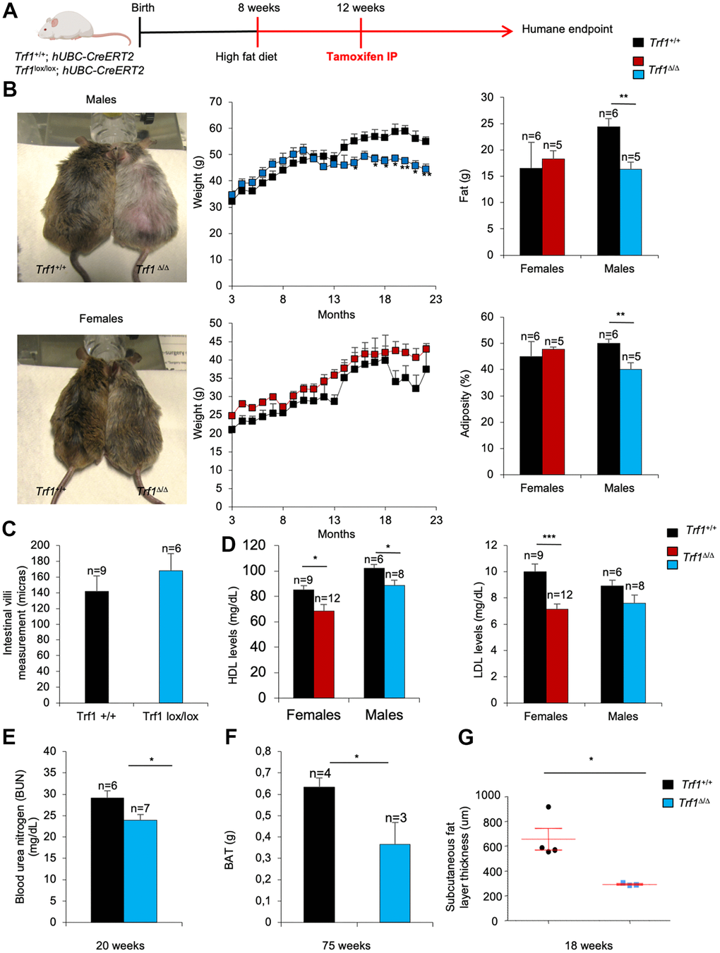 TRF1 ablation leads to weight loss and less adiposity in high-fat diet males but not in females. (A) Experimental plan: Trf1+/+ and Trf1lox/lox; hUBC-CreERT2 subjected to a high-fat diet at 8 weeks and treated intraperitoneally with tamoxifen at 12 weeks until humane endpoint. (B) Representative images of males and females at 17 months (left), weight (center), fat (g) and percentage of adiposity measured by DEXA (right). Note that Trf1Δ/Δ males weigh less and have lower fat content and adiposity. (C) Length measurement of intestinal villi (microns). (D) HDL and LDL levels (mg/dL) in serum 18-week-old mice of Trf1+/+ and Trf1Δ/Δ in both sexes. (E) Measurement of blood urea nitrogen (BUN) in plasma of male mice. (F) Weight of brown adipose tissue (BAT) of males. (G) Subcutaneous fat layer thickness (um) of males. Error bars, s.e.m.; only significant values are shown; *P P P t-test (B–G)