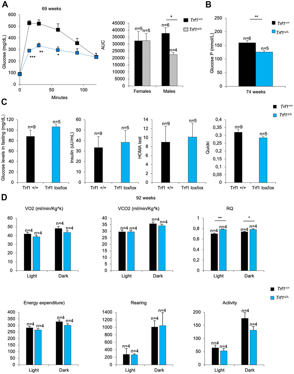 TRF1 deleted males’ better tolerance to glucose. (A) Glucose tolerance test: glucose levels (mg/dl) in males and quantification of the area under the curve (AUC) in females and males. Note that males without Trf1 fed with high-fat diet have better tolerance to glucose. (B) Plasma glucose P levels in males. (C) Males fed in high-fat diet glucose (mg/dL) and insulin levels (uu/mL) in fasting. Derived HOMA-IR insulin resistance quantification, and QUICKI insulin sensitivity quantification in males. (D) Volume of oxygen consumed (VO2), volume of carbon dioxide produced (VCO2) (ml/min/Kgk), respiratory quotient (RQ), energy expenditure rate (EE) (Kcal/day/Kgk), activity and rearing monitorization in 92 weeks males’ mice. Error bars, s.e.m.; only significant values are shown; *P P P t-test (A–D)