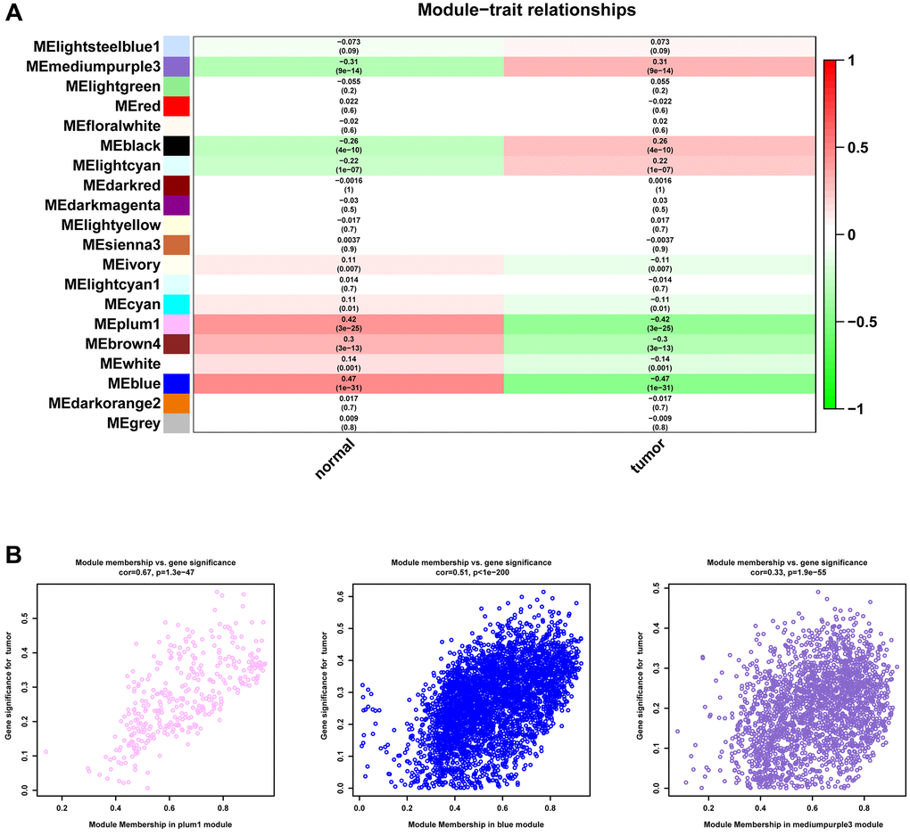 Identification of gene modules. (A) Heatmap of the correlation between module and the clinical features of patients in TCGA-PRAD. (B) The correlation between module membership and gene significance.
