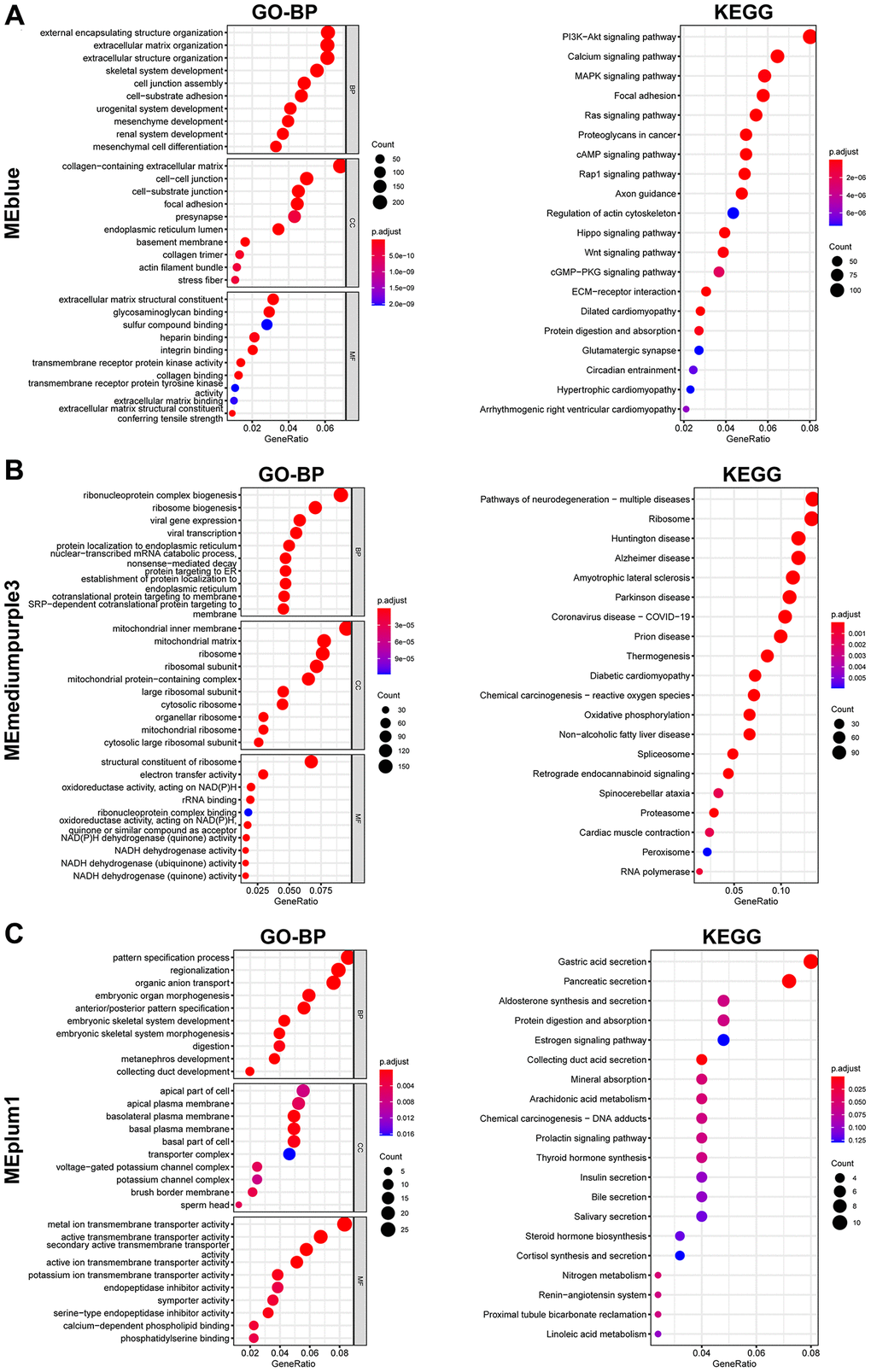Enrichment analysis of genes from selected modules. (A–C) GO (Left) and KEGG (Right) enrichment analysis of genes in MEblue (A), MEmediumpurple3 (B), and MEplum1 (C).