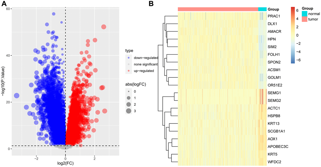 Difference analysis. (A) Volcano map displayed the differential expressed genes between tumor and normal tissues based on TCGA-PRAD data. (B) Heatmap displayed the expression of top 10 highly and lowly expressed genes.