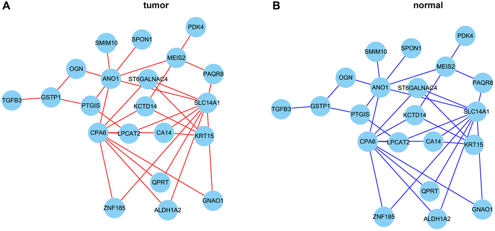 The correlation network of hub genes. (A, B) The correlation network of hub genes in tumor (A) and normal (B) tissues. Red lines represent positive correlation and blue lines represent negative correlation.