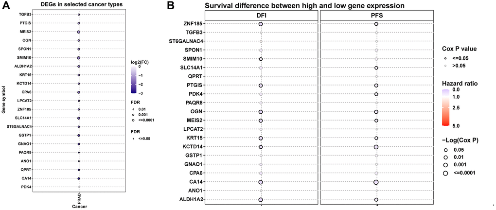 Differential expression and prognostic value of hub genes. (A) The differential expression of hub genes in TCGA-PRAD. (B) The prognostic value of hub genes in TCGA-PRAD, including DFI and PFS.